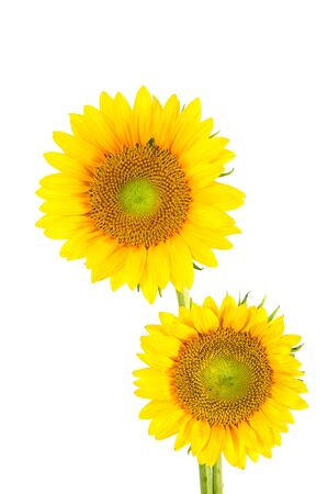 Sunflowers                 の写真素材