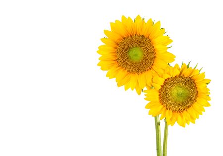 Sunflowers                 の写真素材