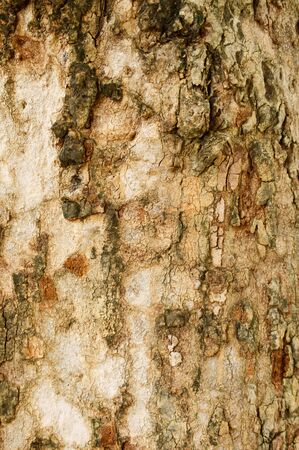 The Tree Barkの写真素材