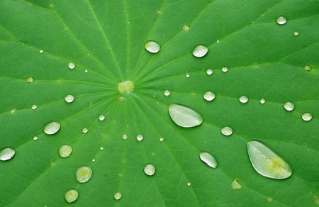 Drops of Water on Lotus Leaf                     の写真素材