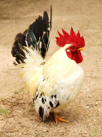 White Rooster                    