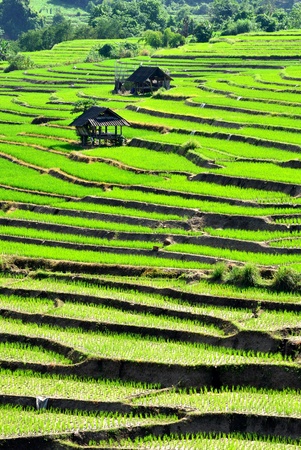 Step Rice Field at Mae-Jam, Chiang Mai, Thailandの写真素材