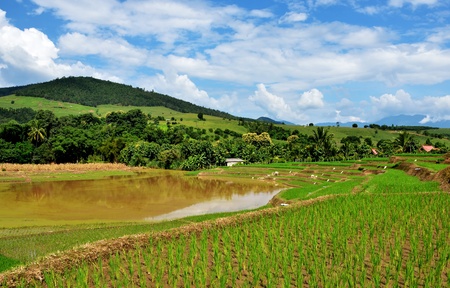 Step Rice Field at Mae-Jam, Chiang Mai, Thailandの写真素材