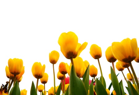 Yellow Tulip Fieldの写真素材