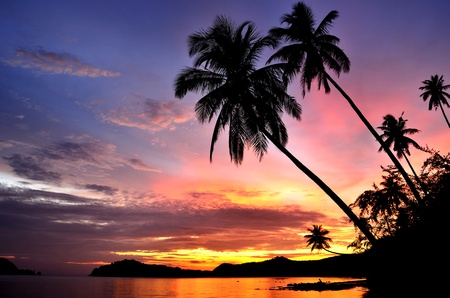 Palm Trees Silhouette At Sunsetの写真素材