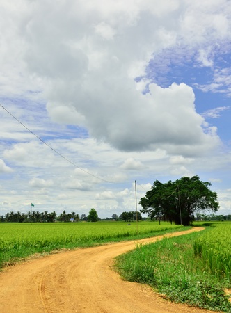 Route to the rice fieldの写真素材