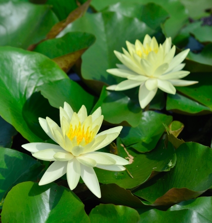 Beautiful Blooming Yellow Water Lilyの写真素材