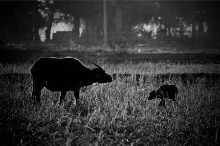 Buffaloes in the rice fieldの素材