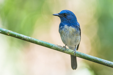 Hainan Blue Flycatcher (Cyornis hainanus), Birdの写真素材