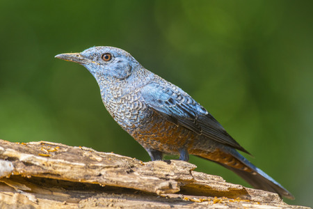 Blue Rock-Thrush (Monticola solitarius), Birdの写真素材