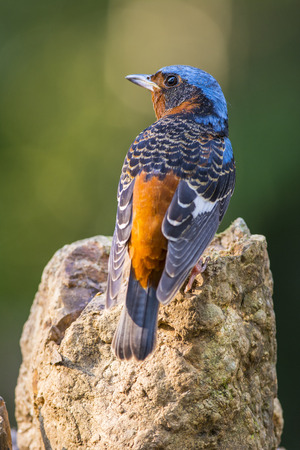 White-throated Rock-Thrush, Bird of Thailandの写真素材