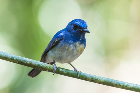 Hainan Blue Flycatcher (Cyornis hainanus), Birdの写真素材