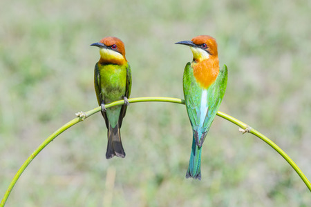 Chestnut-headed Bee-eater, Birdの写真素材