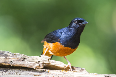 White-rumped Shama, Copsychus malabaricusの写真素材