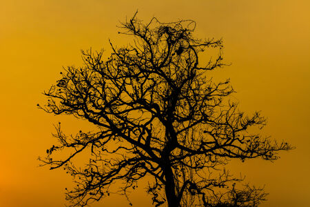 Silhouette Dry Tree At Sunsetの写真素材