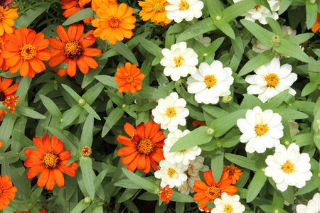 Mexican Diasy  の写真素材