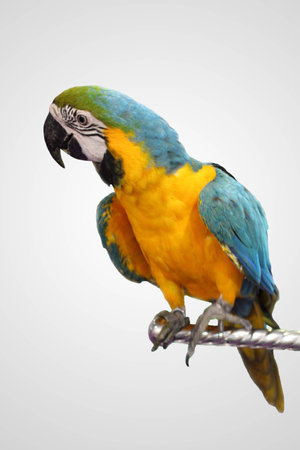 Blue and Yellow macaws on white blackgroundの写真素材