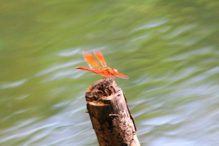 Red Dragonfly testing on the timber along the riverの写真素材