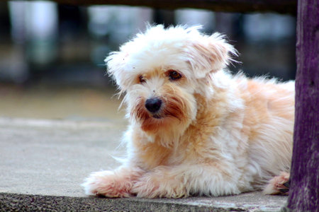 Street Dog