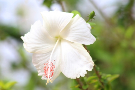 White hibiscus flowerの写真素材