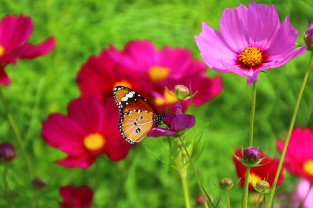 Butterfly  above pink flowers in gardenの写真素材