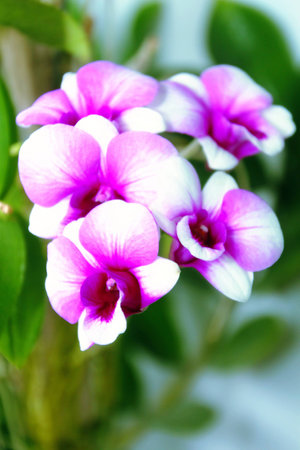 Beautiful  purple and  white  orcid ,Close-upの写真素材