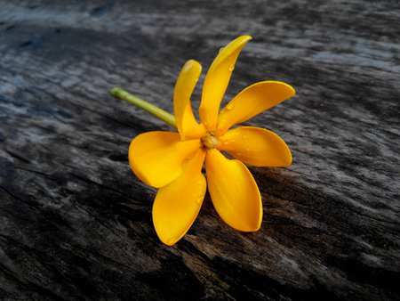 Gardenia Numbudh on old woodの写真素材