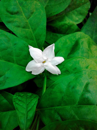 Beautiful  jusmine  with green leavesの写真素材