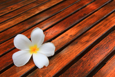 White Frangipani flower  on lathの写真素材