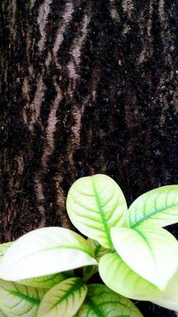 Green leaf in front of a tree bark
