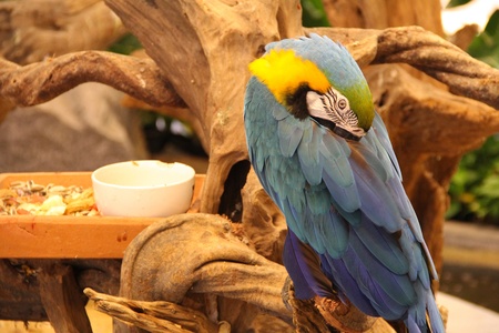 Blue parrot standing on treeの写真素材