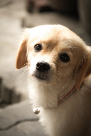 shisu mix poodle dogの写真素材