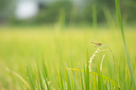 Close up dragonfry on top rice filedの写真素材