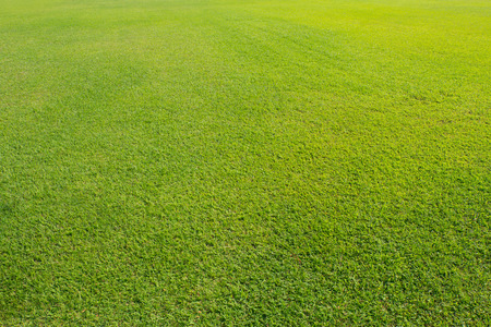 Field grass in sunlight.