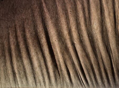 Old rustic woods with light ray use as background.の写真素材