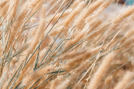 communist flower field backgroundの写真素材