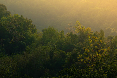 Warm sunlight in the morning touch the tall trees in the forest on the mountain.forest and...