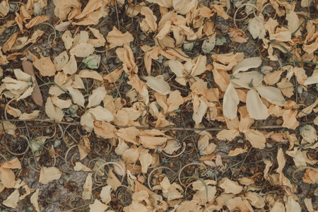 yellow flower Golden shower falling on groundの写真素材