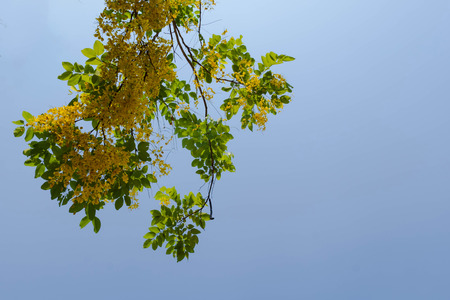 Beautiful yellow flower Golden shower with sky backgroundの写真素材