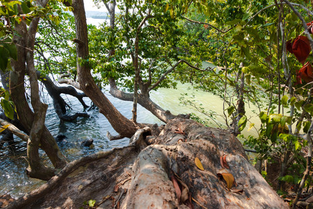 tree in jungle. forest and environment conceptの写真素材