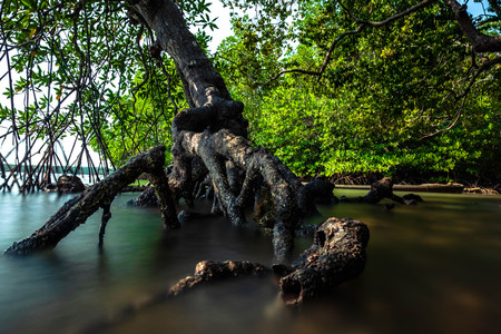 beautiful long exposure of Mangrove forest in Thailand. forest and environment conceptの写真素材