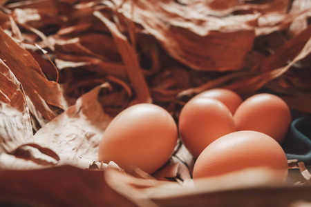 Eggs in the nest concept for agriculture in rural.の写真素材