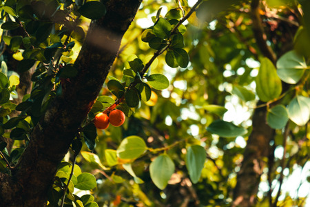 bottom view of branch tree in Tropical jungle.forest and environment conceptの写真素材