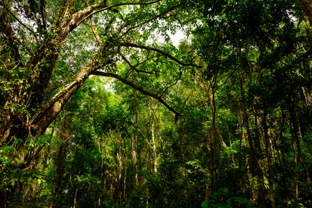 bottom view of branch tree in Tropical jungle.forest and environment conceptの写真素材