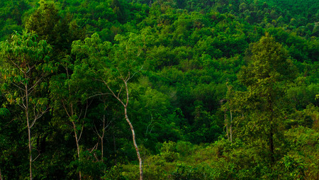 Lush tropical forest background. forest and environment conceptの写真素材