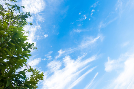 bottom view tree in jungle with Cirrostratus cloud on blue sky.forest and environment conceptの写真素材