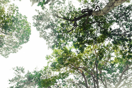 bottom view tree in jungle with white background.forest and environment conceptの写真素材