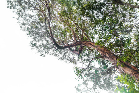 bottom view tree in jungle with white background.forest and environment conceptの写真素材