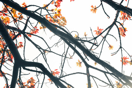 leaf red on white backgroundの写真素材