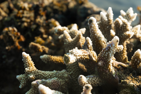 Antler coral after low tide backgroudの写真素材